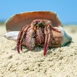 Why Do Hermit Crabs Leave Their Shells? (3 Possible Reasons)