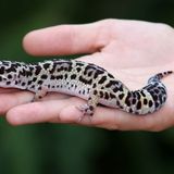 How Big Do Geckos Get? (By Species)