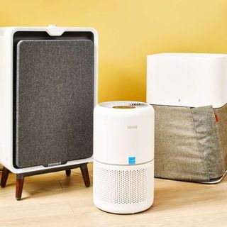 Best Air Purifiers for Mold & Allergies