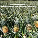 How Do Pineapples Grow? A Complete Guide to Grow A Pineapple as Houseplant  