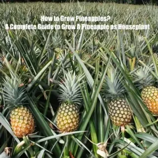 How Do Pineapples Grow? A Complete Guide to Grow A Pineapple as Houseplant  