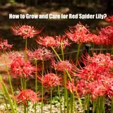 How to Grow and Care for Red Spider Lily