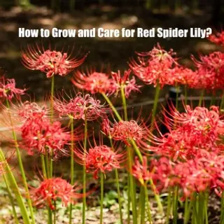 How to Grow and Care for Red Spider Lily