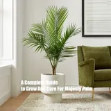 A Complete Guide to Grow And Care For Majesty Palm  A Complete Guide to Grow And Care For Majesty Palm 