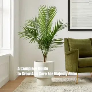 A Complete Guide to Grow And Care For Majesty Palm  A Complete Guide to Grow And Care For Majesty Palm 