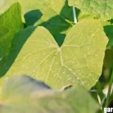 Why do cucumber leaves turn white? Way to treat powdery mildew disease and steps to grow cucumbers Why do cucumber leaves turn white? Way to treat powdery mildew disease and steps to grow cucumbers