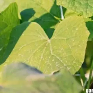 Why do cucumber leaves turn white? Way to treat powdery mildew disease and steps to grow cucumbers Why do cucumber leaves turn white? Way to treat powdery mildew disease and steps to grow cucumbers