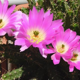 Pink Flower Cactus Plant: Blossoming Beauty in Your Home and Garden