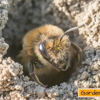 21 Ways: How Do I Get Rid Of Ground Bees Without Killing