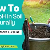 How To Raise PH In Soil Naturally: 6 DIY Ways