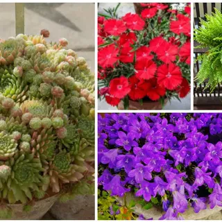 13 Best Perennials for Containers - Garden Lovers Club