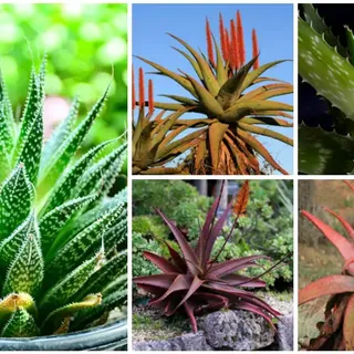 20 Different Types of Aloe Plants - Garden Lovers Club