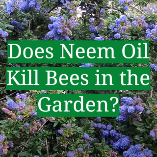 Does Neem Oil Kill Bees in the Garden? - GardenProfy