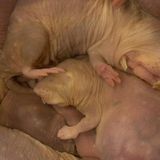 Naked Mole-Rats Bathe Their Bodies in Carbon Dioxide to Prevent Seizures