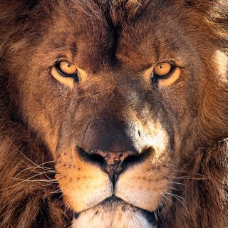 Lion evolution study reveals a roadmap for big cat repopulation