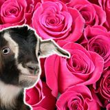 Flower Names For Goats (50 Examples!) - Goat Owner