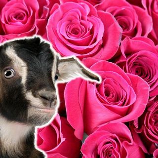 Flower Names For Goats (50 Examples!) - Goat Owner