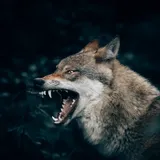 Heres What It Really Means When You See a Coyote: Unveiling Nature's Deep Message - Go Spiritually (2023)