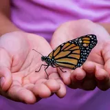 When a Butterfly Lands on You: Finding Meaning in the Flutter - Go Spiritually (2023)