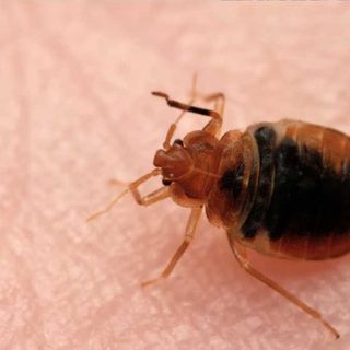 Fight bed bugs - tips from a professional