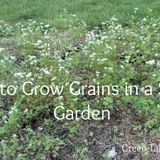 How to Grow Grains in a Small Garden - Green Talk®