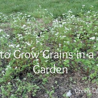 How to Grow Grains in a Small Garden - Green Talk®