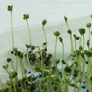 How Long Does It Take for Vegetable Seeds To Sprout - GrowerExperts.com