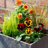 The best fall plants and fall flowers for pots & autumn hanging baskets - Growing Family