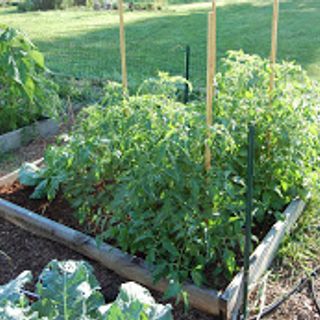 Best Materials for Raised Beds in Your Garden - Growing The Home Garden