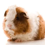 Texel Guinea Pigs