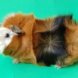 Abyssinian Guinea Pigs