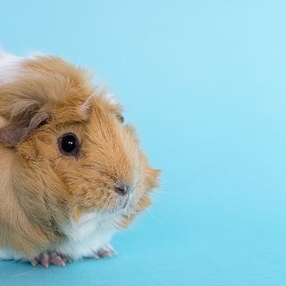 Teddy Guinea Pigs