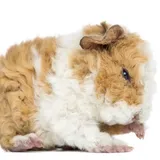 Alpaca Guinea Pigs