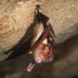 Why The U.S. Government Stopped Funding A Research Project On Bats And Coronaviruses