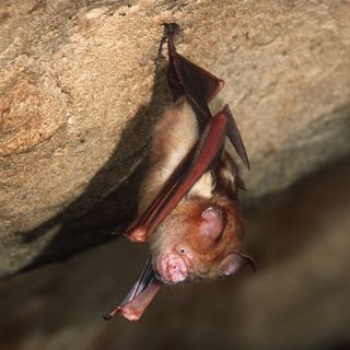 Why The U.S. Government Stopped Funding A Research Project On Bats And Coronaviruses