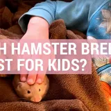 Which hamster breed is best for kids? - Hamster Guru