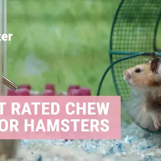 10 best chew toys for hamsters | Keep your hamster entertained