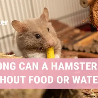 How long can a hamster go without eating or drinking? | When to worry