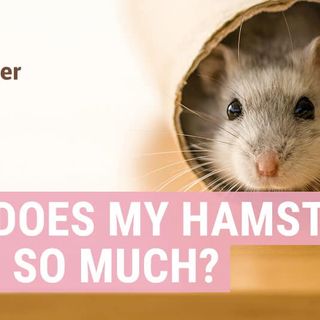 Why does my hamster poop so much? - Hamster Guru