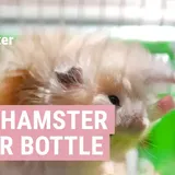 Best hamster water bottle for Syrian hamsters - Hamster Guru