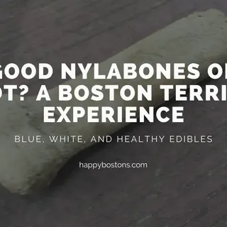 Nylabone Blue vs. Edible vs. White - Boston Terrier Experience - Happy Bostons