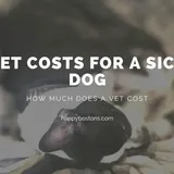 Vet Costs For A Sick Dog [Real Life Bills] - Happy Bostons