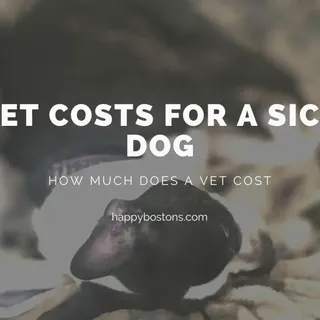 Vet Costs For A Sick Dog [Real Life Bills] - Happy Bostons