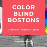 Are Boston Terriers Color Blind? 10 Cool Dog Eye Facts - Happy Bostons