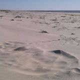 Georgia’s first sea turtle nest of 2020 found on Cumberland Island