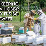 Beekeeping as a Hobby: A How to for the Hobby with Sweet Rewards - Hobbyask