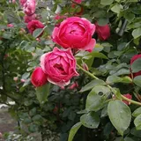 How To Care For Miniature Rose Bushes - Homelization