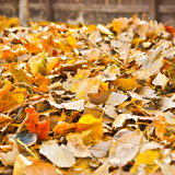 12 Different Ways to Use Fall Leaves in the Garden