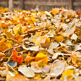 12 Different Ways to Use Fall Leaves in the Garden