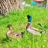 Do Ducks Need a Pond? Not Really!